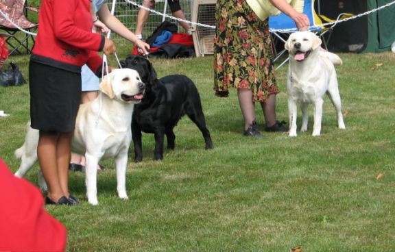 Phoenix (right)  - winner of six stud dog classes at specialties under top breeder judges