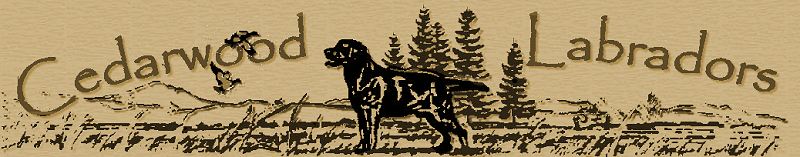 Cedarwood Labrador Retrievers